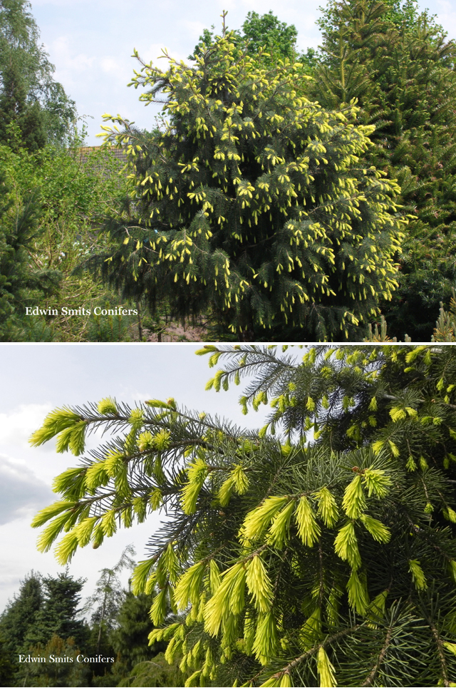 Picea breweriana 'Frhlingsgold'